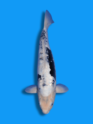 Big Scale Kumonryu | Koi&Co.